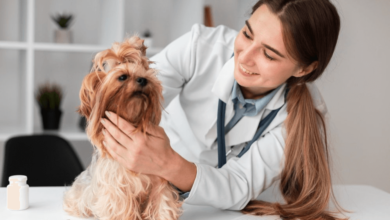 Chinese Herbal Supplements for Dogs: A Natural Path to Pet Wellness