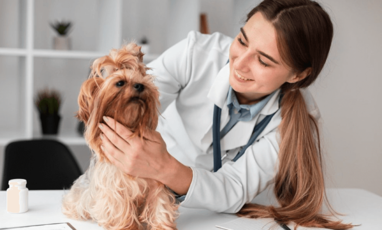 Chinese Herbal Supplements for Dogs: A Natural Path to Pet Wellness