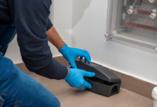 Protecting Homes and Businesses with Professional Pest Control in Chelmsford