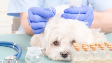 A Natural Approach to Canine Health: Exploring the Benefits of TCM for Dogs