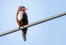 public complaint call behavior