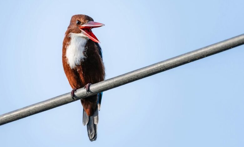 public complaint call behavior