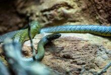 world s longest snake discovered