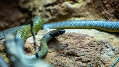 world s longest snake discovered